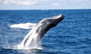 Cronulla Humpback whale tour