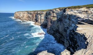 Whale watching at Royal National Park cliffs