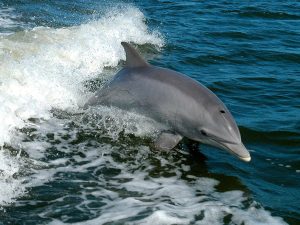 Whale Tours and crusies Cronulla