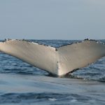 Humpback whale Cronulla Tour