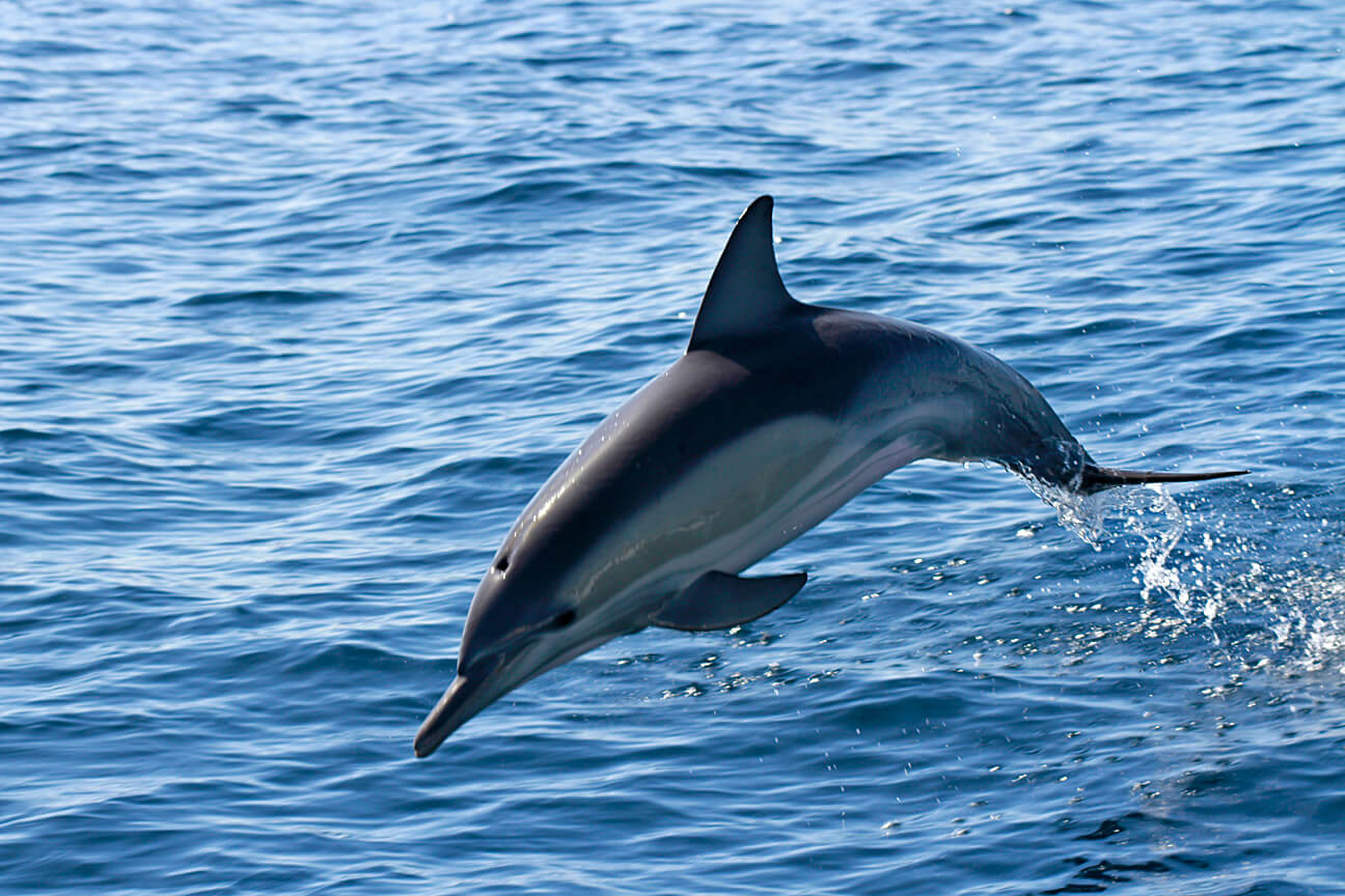 Cronulla Whale watching Tours Dolphins Royal national park