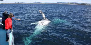 Cronulla Whale Watching Tour
