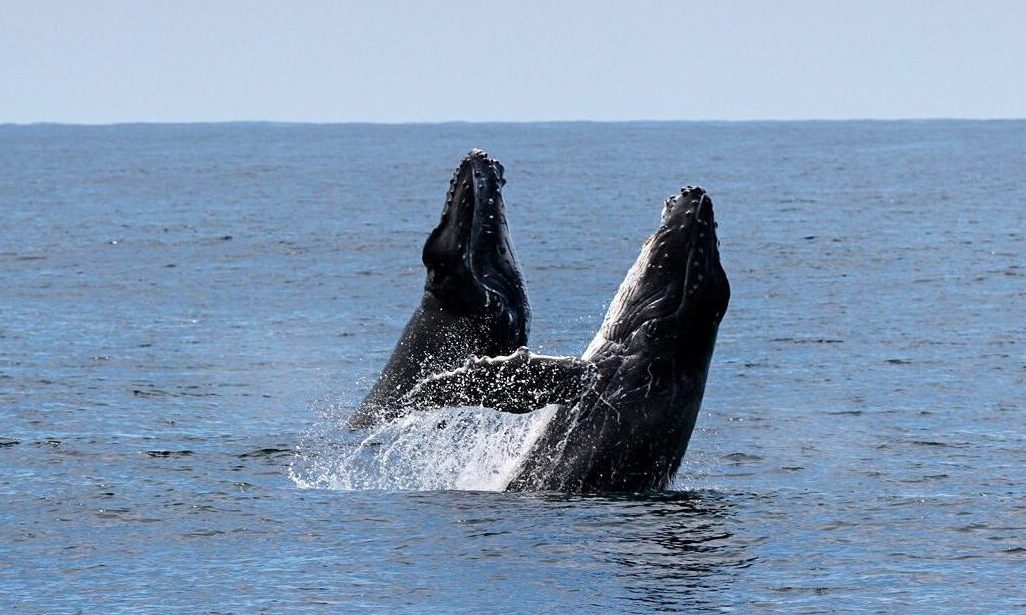 Cronulla Whale Watching