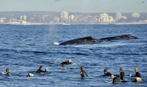 Surfers and whales meet in Cronulla Sydney