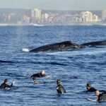 Surfers and whales meet in Cronulla Sydney