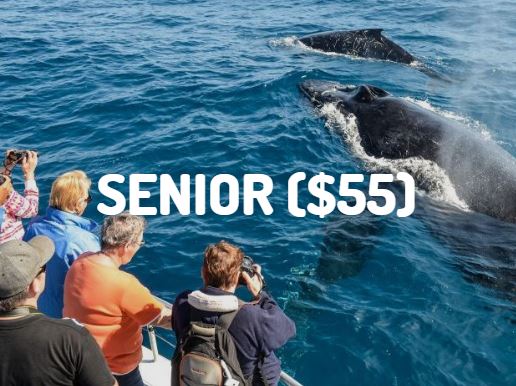 Seniors whale watching gift voucher Cronulla Sydney