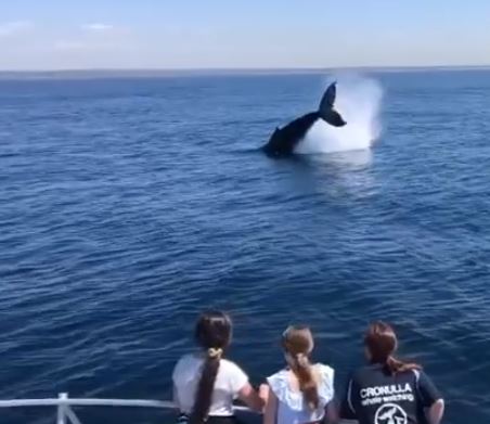Whale watch tour Sydney