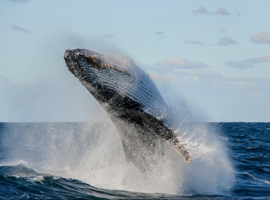 Whale Watching Sydney