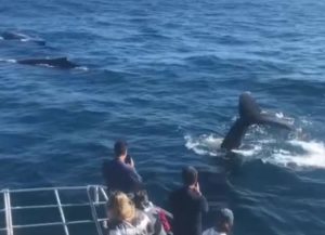Whales and dolphins at Cronulla Sydney