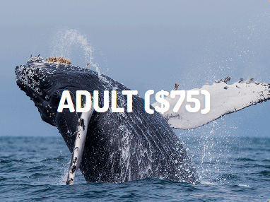 Adult Christmas Gift Voucher Adult Xmas Gift Voucher