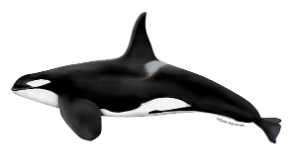 Killer whale Orca