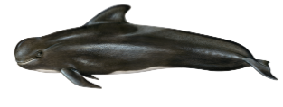 Short-finned Pilot whale