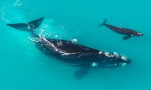 Southern Right Whale (Eubalaena australis) mother and calf in shallow protected waters. Winter is coming whales