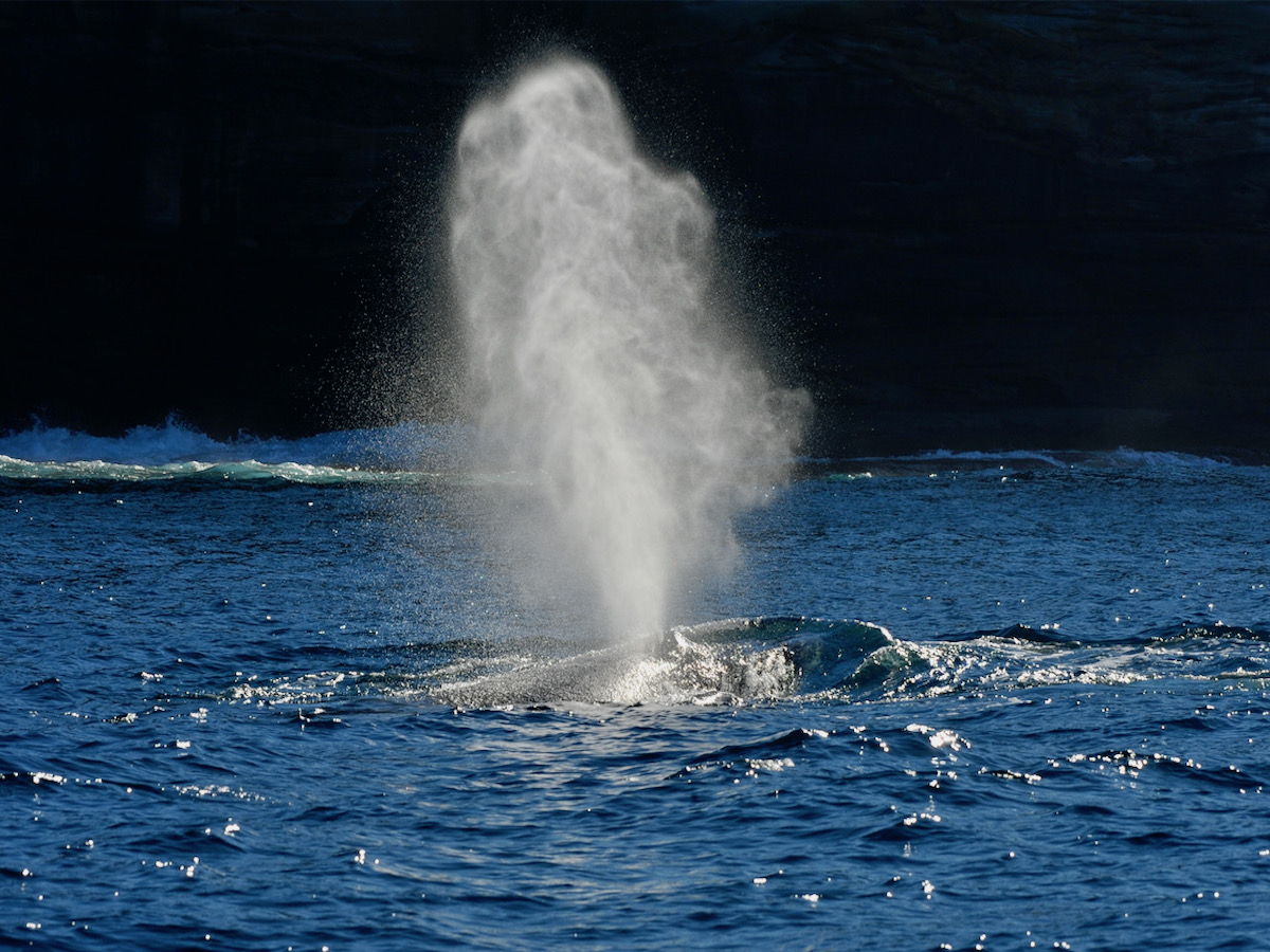 Whale Watching Cronulla Sydney 1