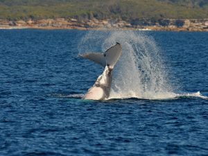 Whale Watching Cronulla Sydney 10