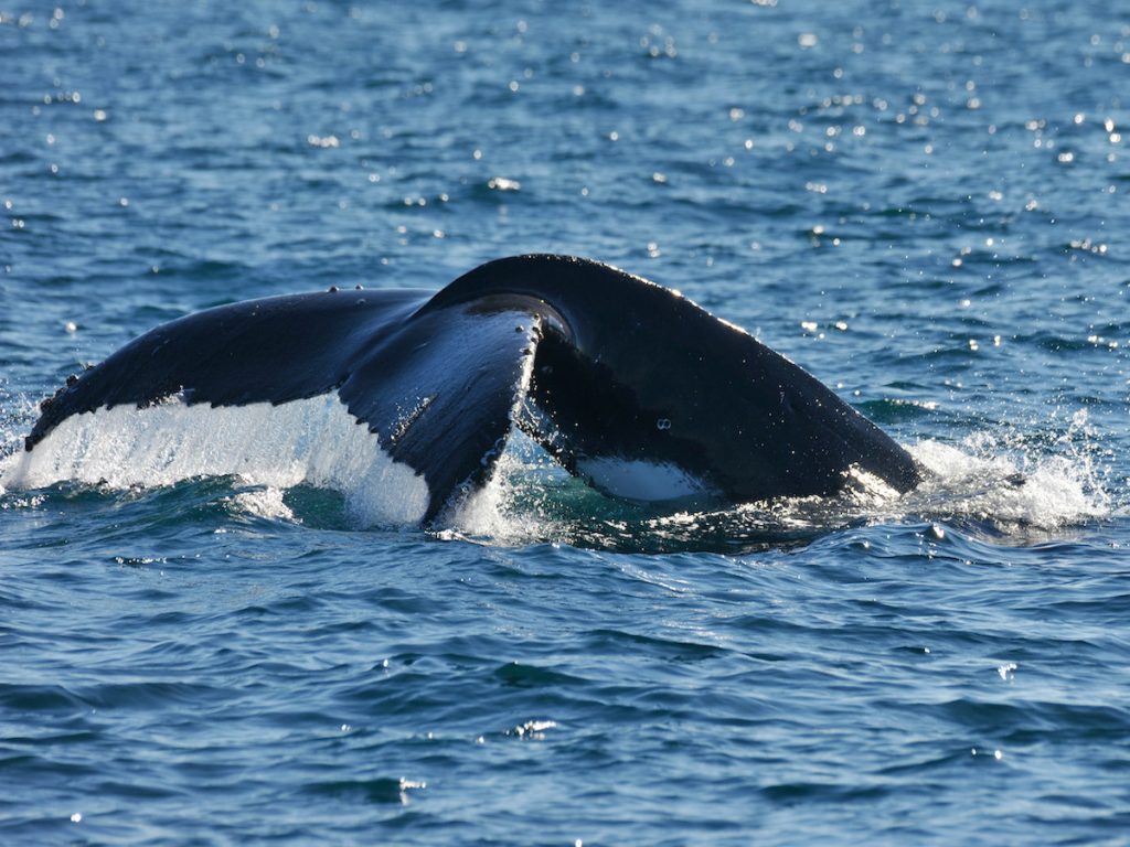Whale Watching Cronulla Sydney 9