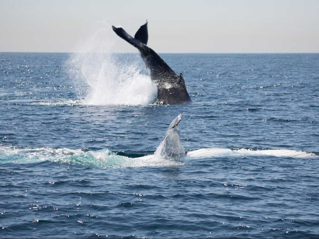 Cronulla Whale Watching Sydney