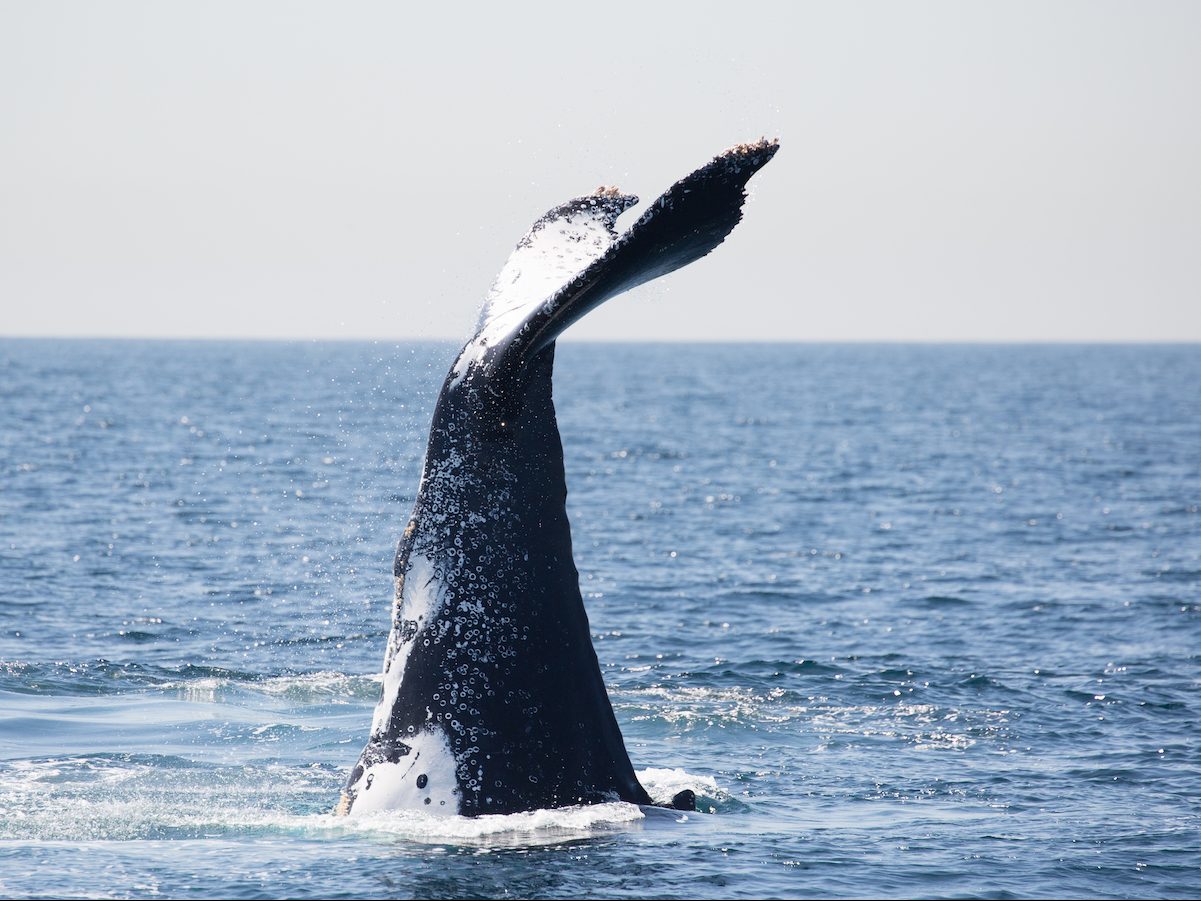 Cronulla Whale Watching Sydney