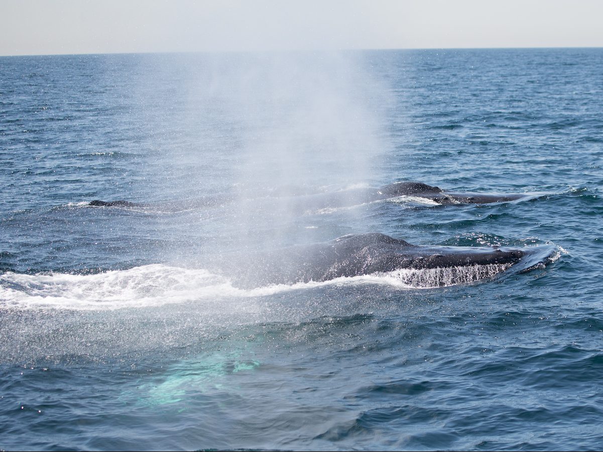 Cronulla Whale Watching Sydney