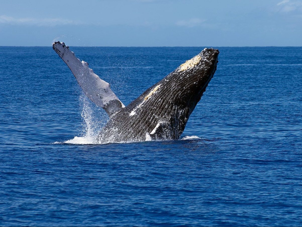 Cronulla Whale Watching Sydney