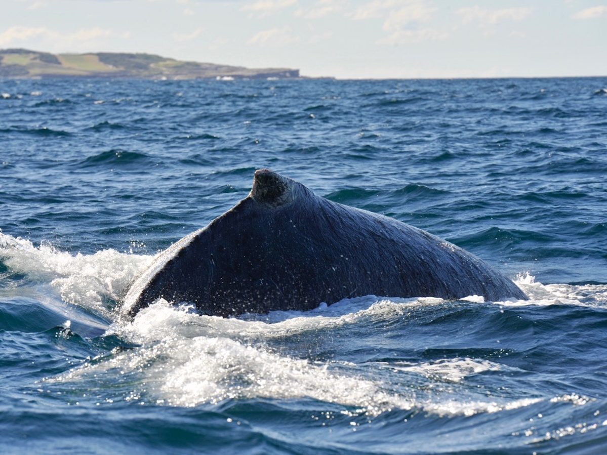 Cronulla Whale Watching Sydney