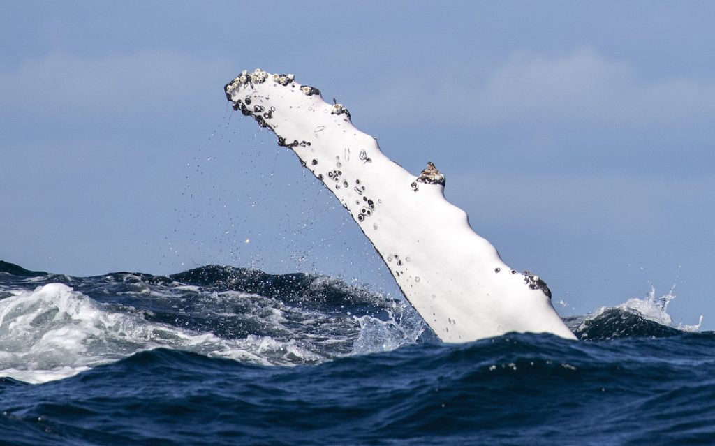whale breach at Cronulla, NSW