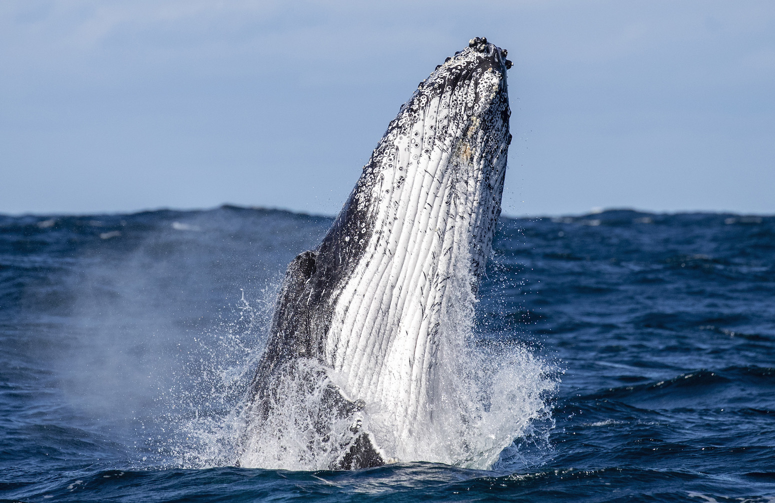 Jumping Humpback Whale Cronulla