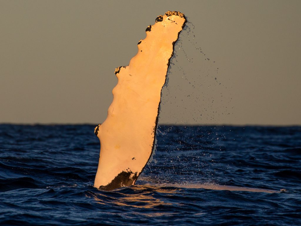 Cronulla Whale Watching - Sunset Cruise 1