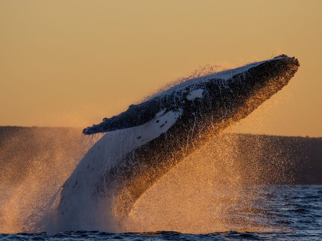 Cronulla Whale Watching - Sunset Cruise 3