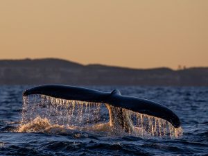 Cronulla Whale Watching - Sunset Cruise 4