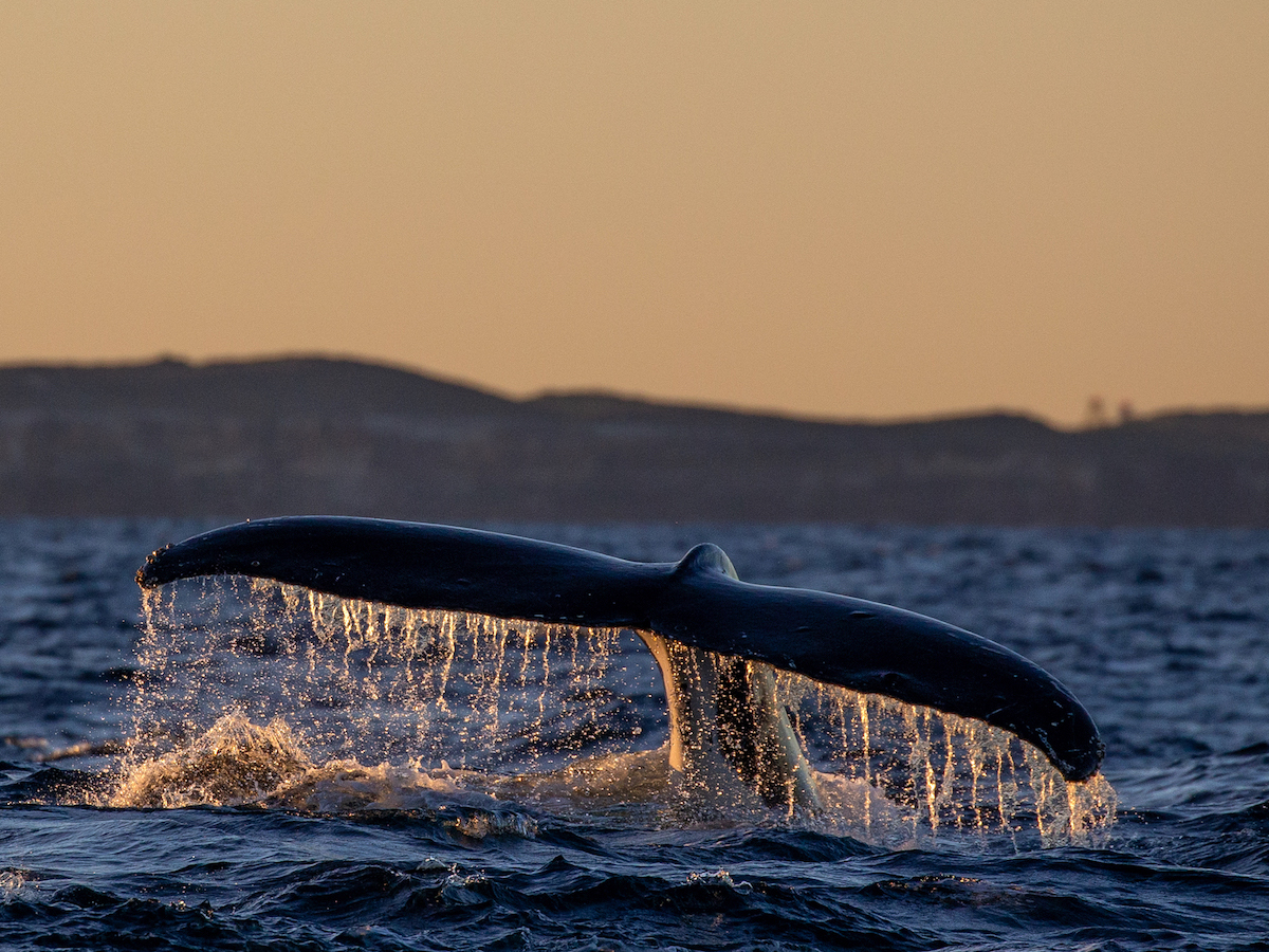 Cronulla Whale Watching - Sunset Cruise 4