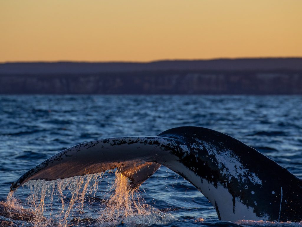 Cronulla Whale Watching - Sunset Cruise 5
