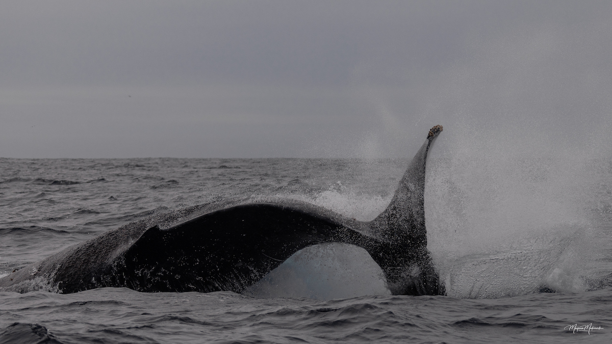 Cronulla Whale Watching - Breaching shots3