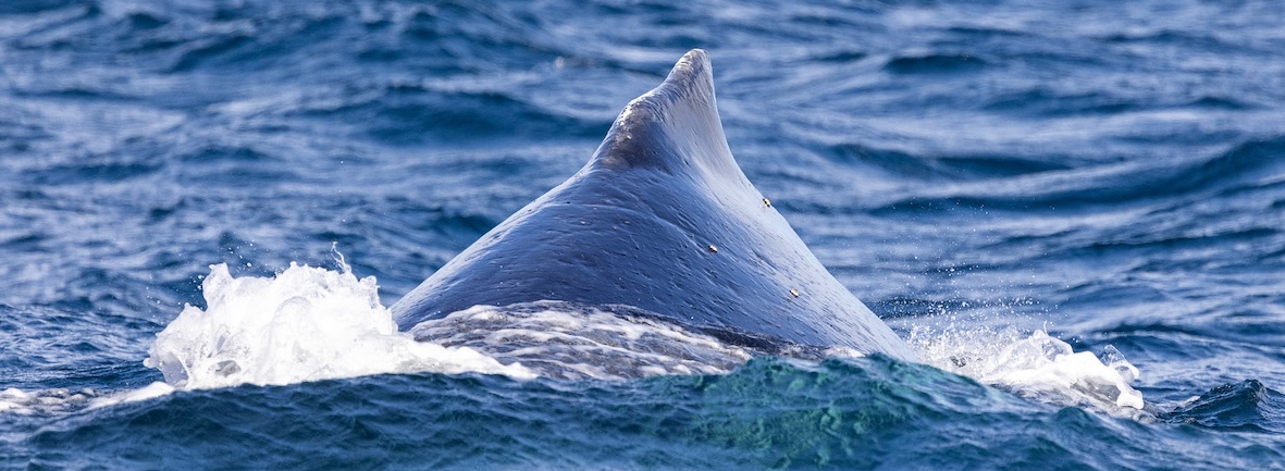 Picture of Cronulla Whale Watching